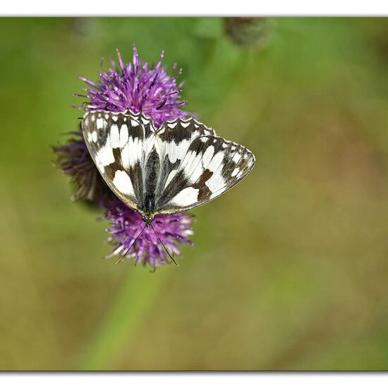 Melanargia galathea: Animal in habitat Mountain meadows in the NatureSpots App