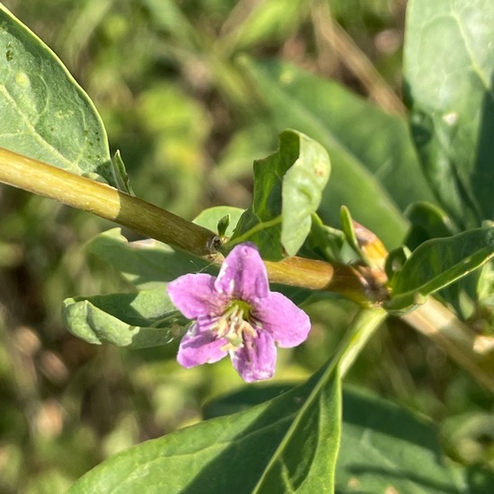 another species: Plant in habitat Buffer strip in the NatureSpots App