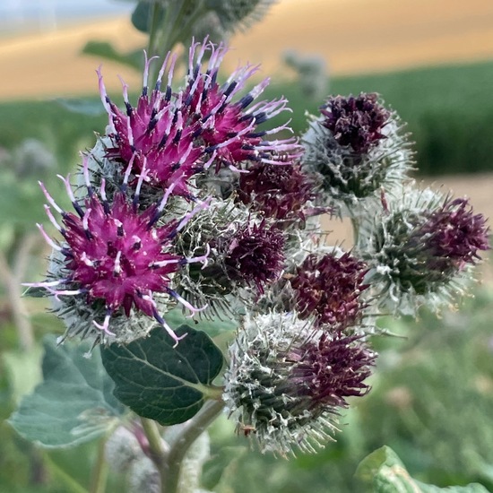 another species: Plant in habitat Buffer strip in the NatureSpots App