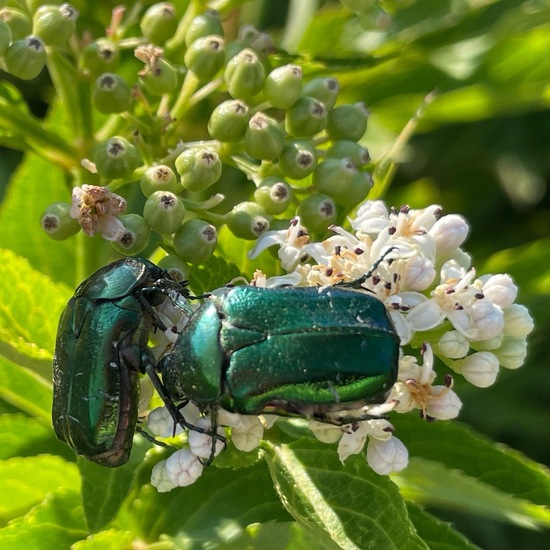 Sambucus ebulus: Plant in habitat Agricultural meadow in the NatureSpots App