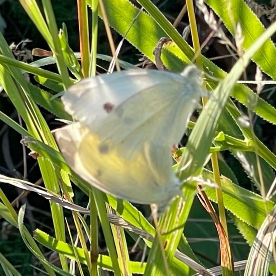 Pieris rapae: Animal in habitat Agricultural meadow in the NatureSpots App