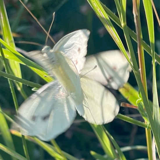 Pieris rapae: Animal in habitat Agricultural meadow in the NatureSpots App