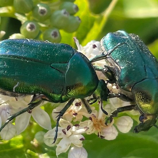 Cetonia aurata: Animal in habitat Agricultural meadow in the NatureSpots App