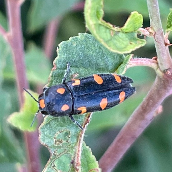 Ptosima undecimmaculata: Animal in habitat Buffer strip in the NatureSpots App