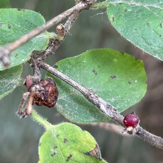 Lonicera xylosteum: Plant in habitat Park in the NatureSpots App