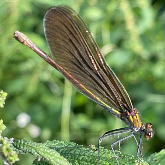 Beautiful Demoiselle: Animal in habitat Park in the NatureSpots App