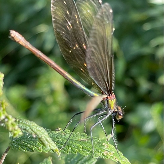 Beautiful Demoiselle: Animal in habitat Park in the NatureSpots App