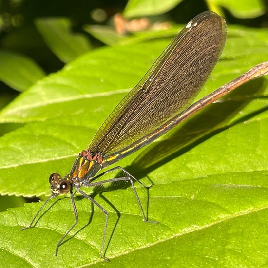 Beautiful Demoiselle: Animal in habitat Park in the NatureSpots App