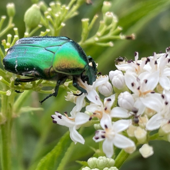 Cetonia aurata: Animal in habitat Buffer strip in the NatureSpots App