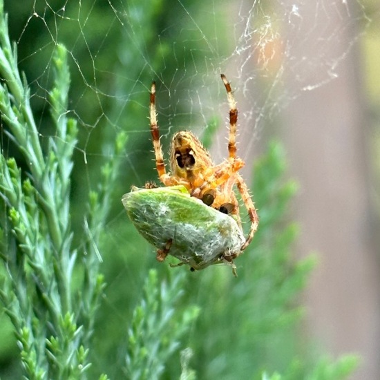 Araneus diadematus: Animal in habitat Garden in the NatureSpots App