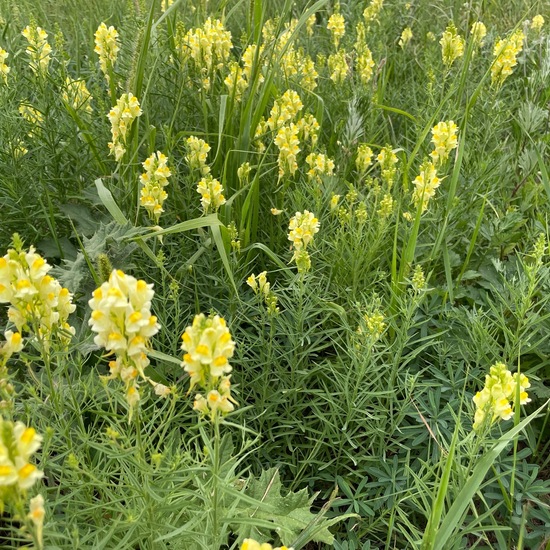 Linaria vulgaris: Plant in habitat Semi-natural grassland in the NatureSpots App