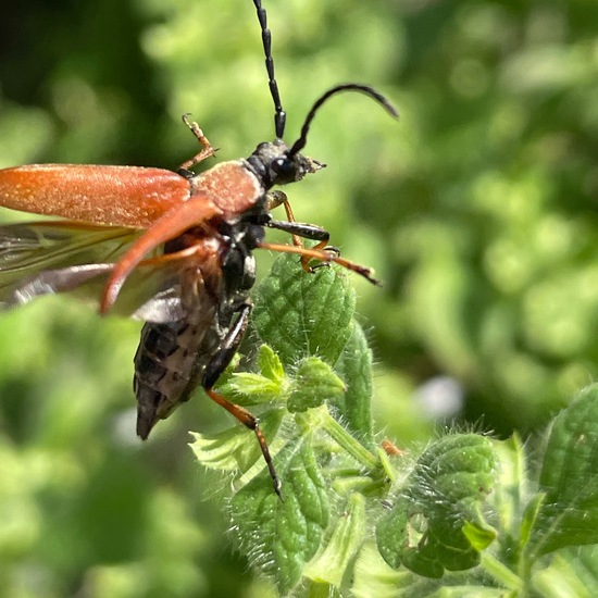 Cerambycidae: Animal in habitat Garden in the NatureSpots App