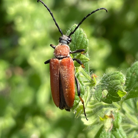 Cerambycidae: Animal in habitat Garden in the NatureSpots App