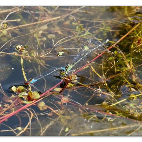 Small Red-eyed Damselfly: Animal in habitat Pond in the NatureSpots App