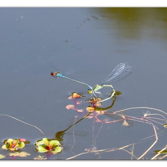 Small Red-eyed Damselfly: Animal in habitat Pond in the NatureSpots App