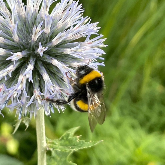 Bombus: Animal in habitat Garden in the NatureSpots App