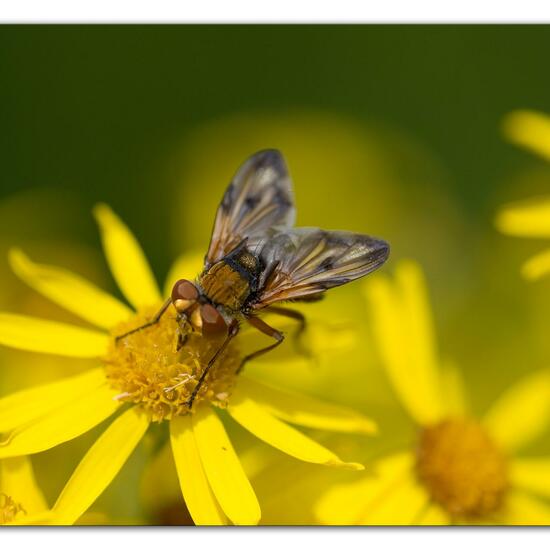 Ectophasia crassipennis: Tier im Habitat Grasland und Büsche in der NatureSpots App