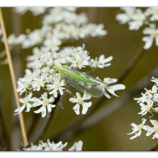 Gemeine Florfliege: Tier im Habitat Grasland und Büsche in der NatureSpots App