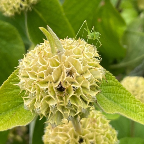 Phlomis fruticosa: Plant in habitat Garden in the NatureSpots App