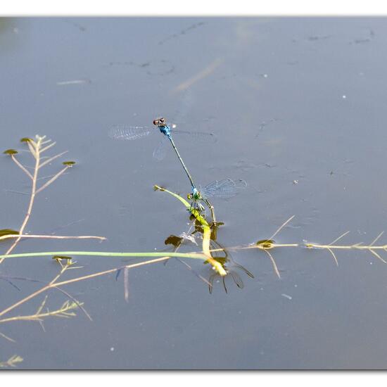 Small Red-eyed Damselfly: Animal in habitat Pond in the NatureSpots App