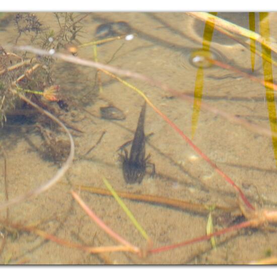 Bergmolch: Tier im Habitat Teich in der NatureSpots App