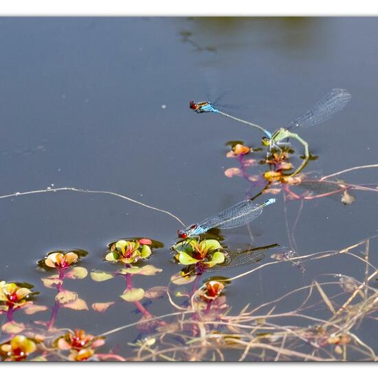 Small Red-eyed Damselfly: Animal in habitat Pond in the NatureSpots App