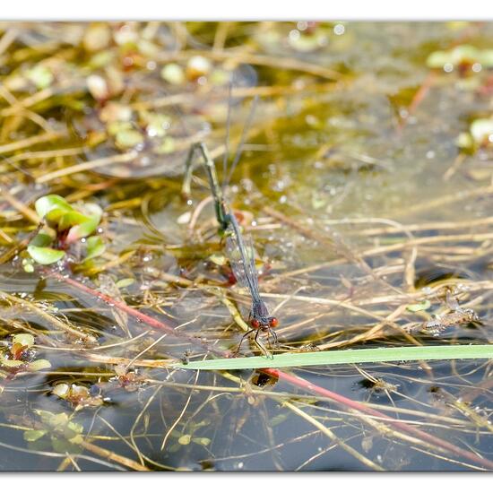 Small Red-eyed Damselfly: Animal in habitat Pond in the NatureSpots App