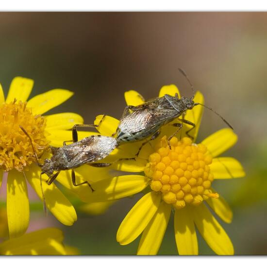 Stictopleurus punctatonervosus: Tier im Habitat Grasland und Büsche in der NatureSpots App