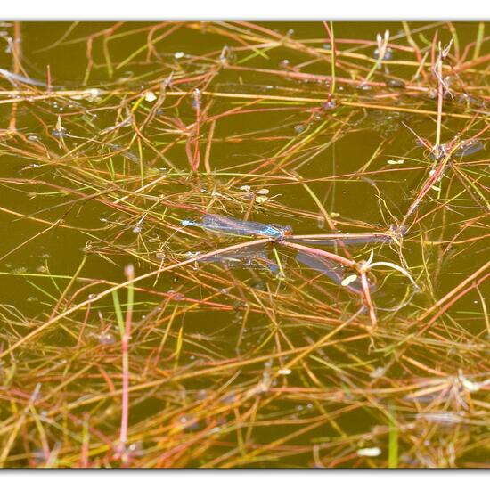 Small Red-eyed Damselfly: Animal in habitat Pond in the NatureSpots App