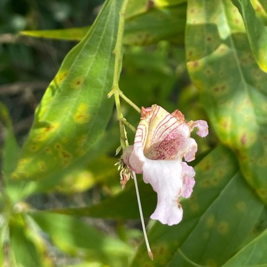 Chilopsis linearis: Plant in habitat Garden in the NatureSpots App