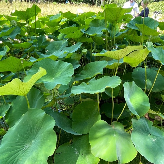 Indische Lotosblume: Pflanze im Habitat Garten in der NatureSpots App