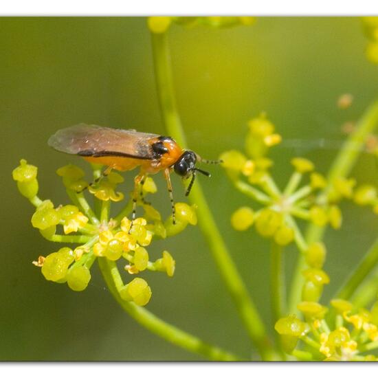 Rübsen-Blattwespe: Tier im Habitat Halb-natürliches Grasland in der NatureSpots App
