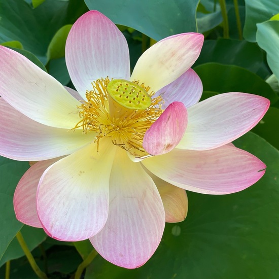 Indische Lotosblume: Pflanze im Habitat Garten in der NatureSpots App
