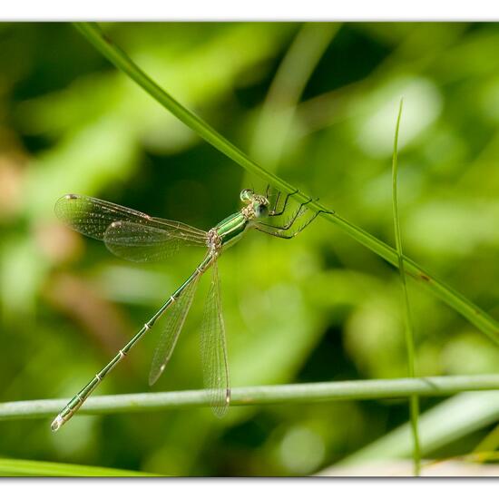 Lestes barbarus: Animal in habitat Pond in the NatureSpots App