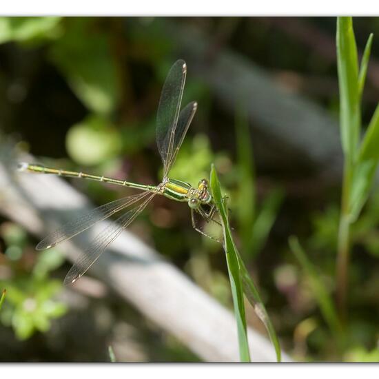 Small Red-eyed Damselfly: Animal in habitat Pond in the NatureSpots App