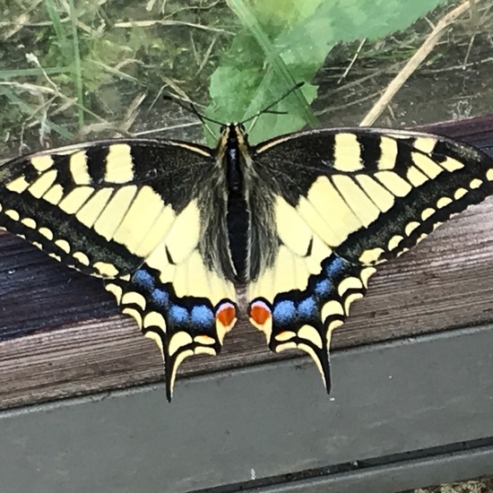 Papilio machaon: Animal in habitat City and Urban in the NatureSpots App