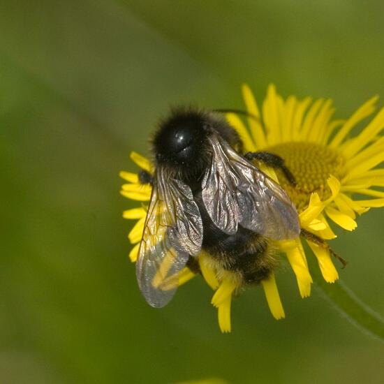 Bombus rupestris: Animal in habitat Natural Meadow in the NatureSpots App