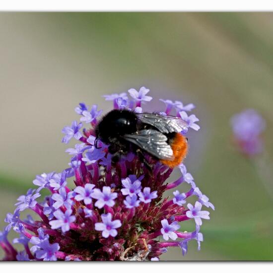 Bombus lapidarius: Animal in habitat Garden in the NatureSpots App