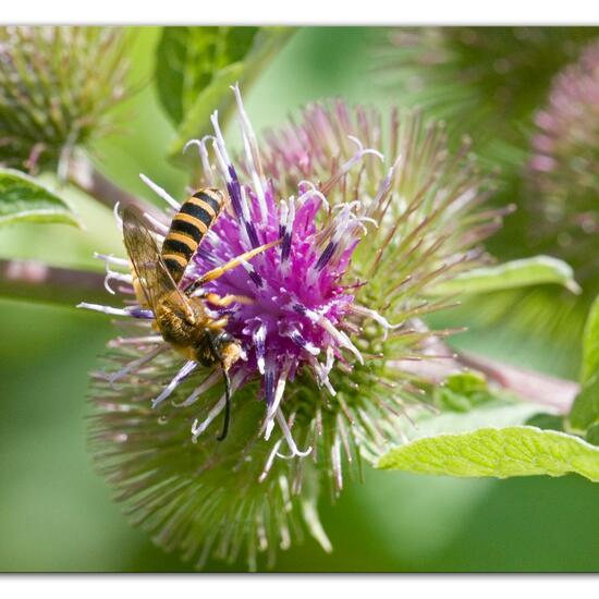 Halictus scabiosae: Animal in habitat Semi-natural grassland in the NatureSpots App