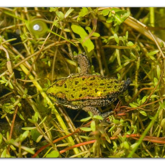 Alpine newt: Animal in habitat Pond in the NatureSpots App