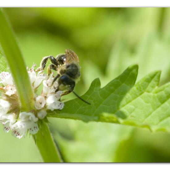 Macropis europaea: Animal in habitat Semi-natural grassland in the NatureSpots App