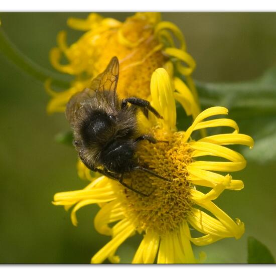 Bombus rupestris: Animal in habitat Natural Meadow in the NatureSpots App