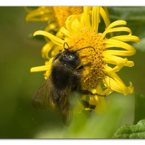 Bombus rupestris: Animal in habitat Natural Meadow in the NatureSpots App