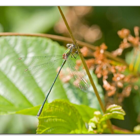 Lestes barbarus: Animal in habitat Pond in the NatureSpots App