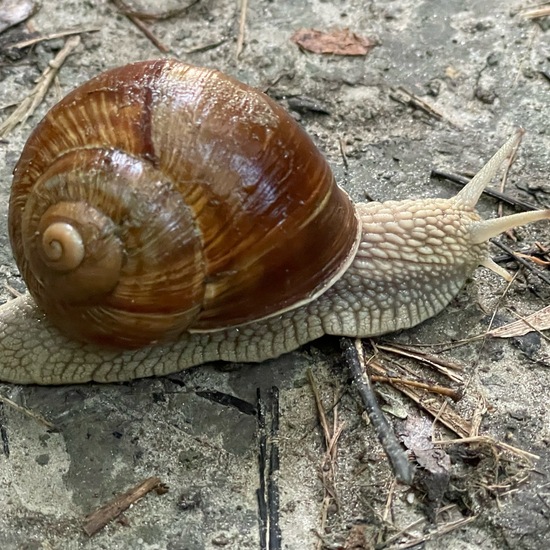 Helix pomatia: Animal in habitat Riparian forest in the NatureSpots App