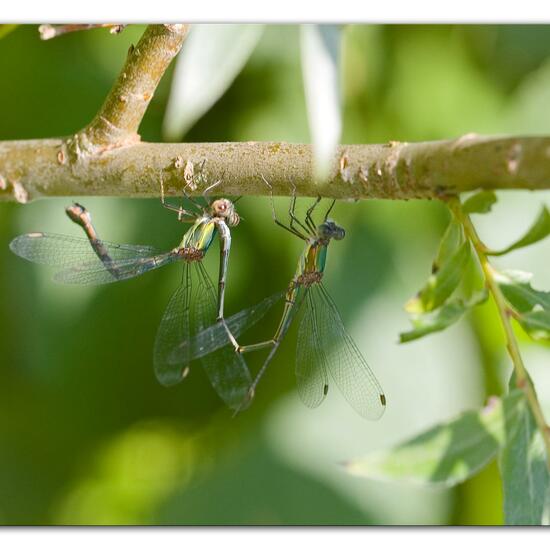 Lestes barbarus: Animal in habitat Pond in the NatureSpots App