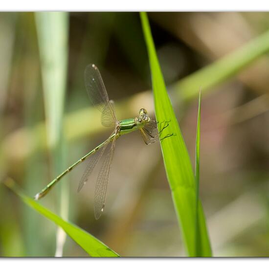 Lestes barbarus: Animal in habitat Pond in the NatureSpots App