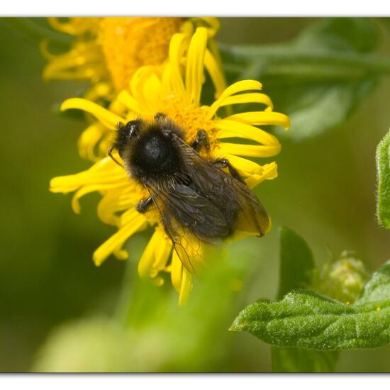 Bombus rupestris: Animal in habitat Natural Meadow in the NatureSpots App