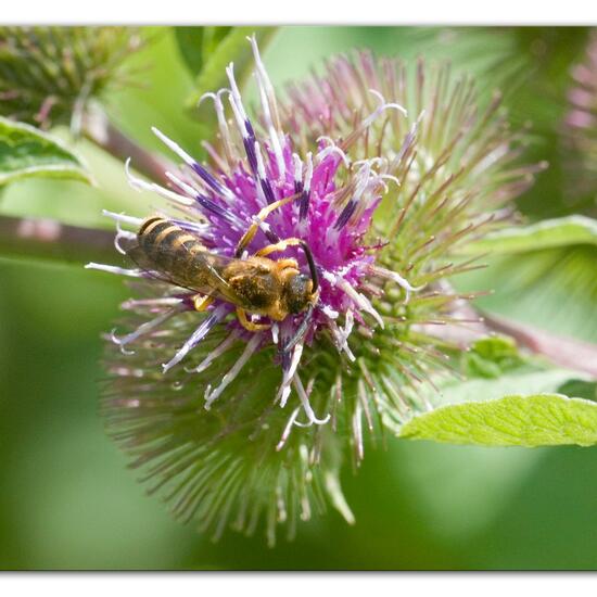 Halictus scabiosae: Animal in habitat Semi-natural grassland in the NatureSpots App