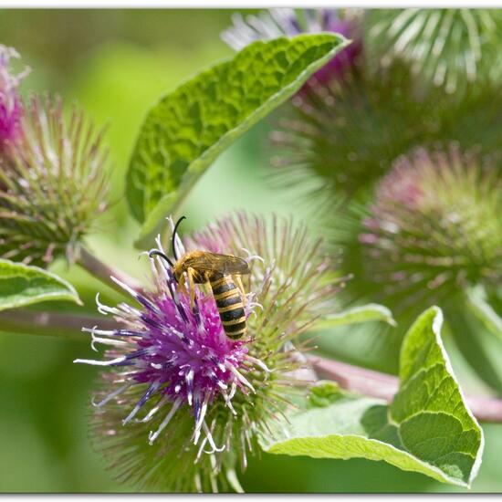 Halictus scabiosae: Animal in habitat Semi-natural grassland in the NatureSpots App